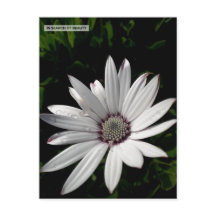Cartão postal Daisy Flower