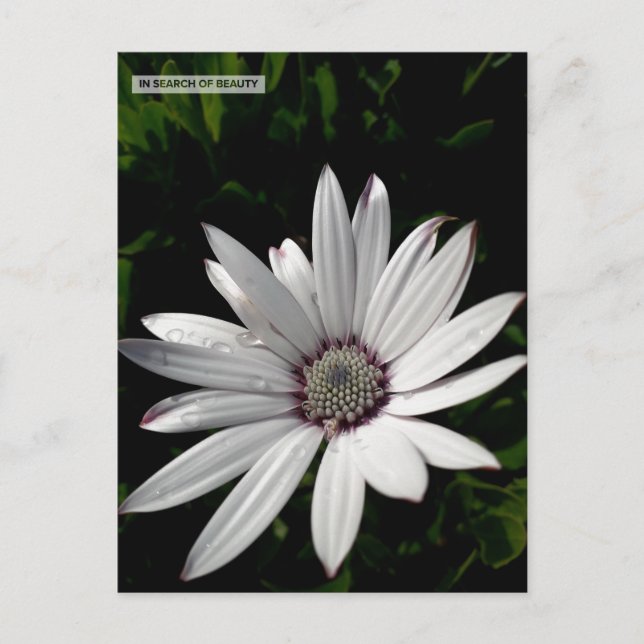 Cartão postal Daisy Flower (Frente)
