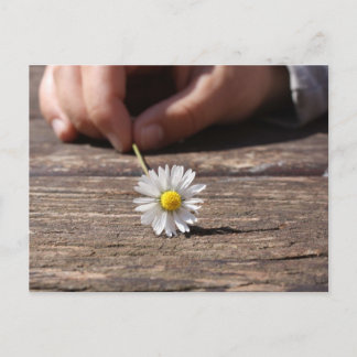 Cartão Postal Daisy Flower