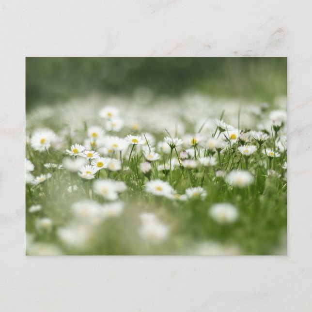 Cartão Postal Daisy Meadow (Frente)