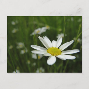 Cartão Postal Daisy Meadow