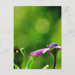 Cartão Postal Daisy Out On My Balcony