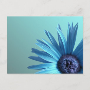 Cartão Postal Daisy Pintado