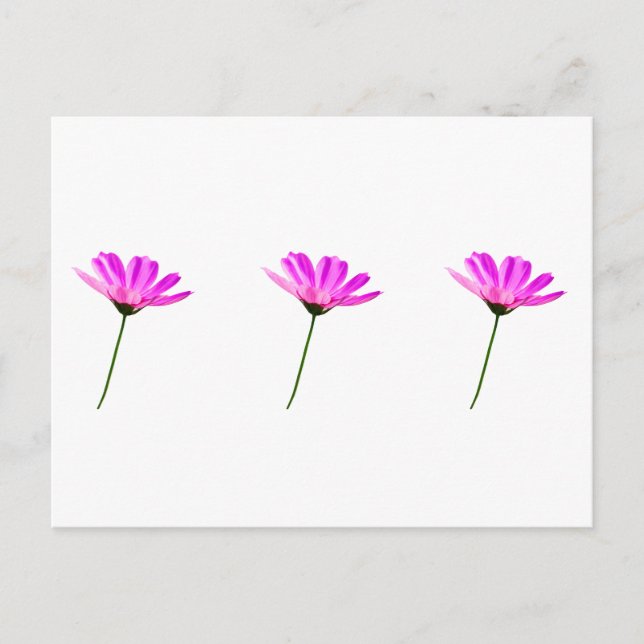 Cartão Postal Daisy Rosa (Frente)