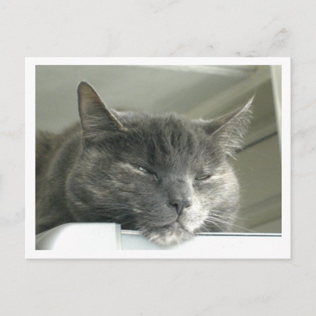 Cartão Postal Daisy Sleeping (Frente)