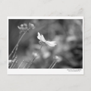 Cartão Postal Daisy Sozinha - Cartão-postal