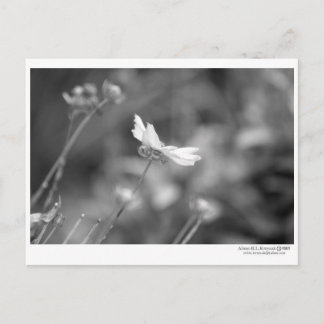 Cartão Postal Daisy Sozinha - Cartão-postal