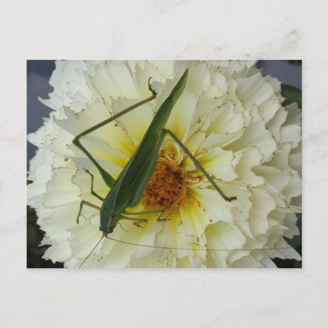 Cartão Postal Dália 1 - educatedbrainfart (Frente)