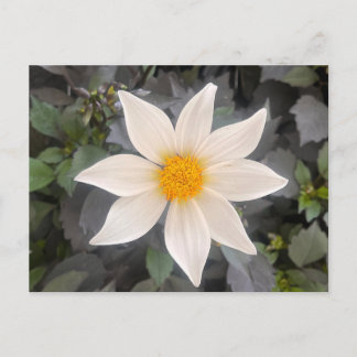 Cartão Postal Dália Dahelgria Flor Simples Branca