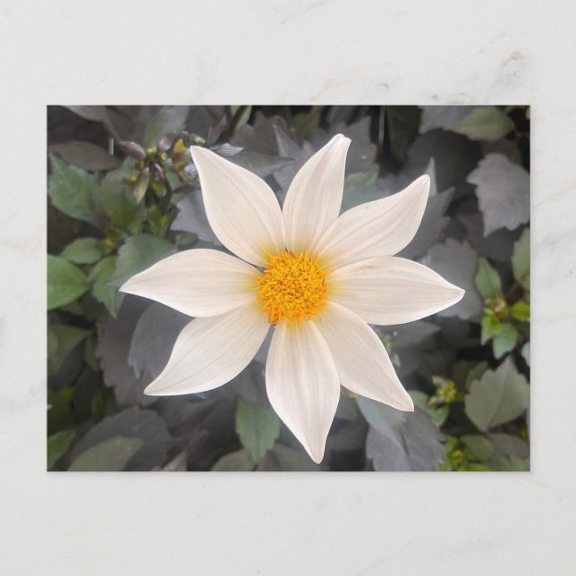 Cartão Postal Dália Dahelgria Flor Simples Branca (Frente)