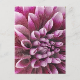 Cartão Postal Dália Rosa
