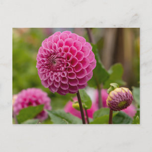 Cartão Postal Dália Rosa