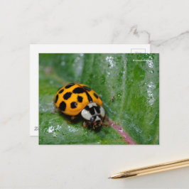 Cartão Postal Damasco Amarelo de 18 Pontas na Folha Sticky