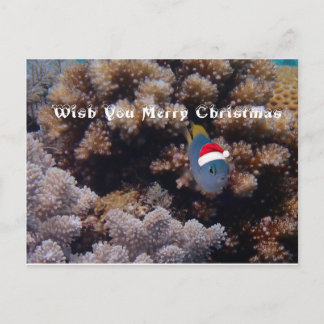 Cartão Postal Damselfish