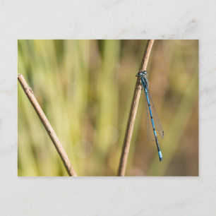 Cartão Postal Damselfly Azul