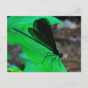 Cartão Postal Damselfly azul em uma folha verde.