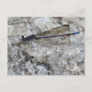 Cartão Postal Damselfly Roxa Na Natureza Do Quartz Rock