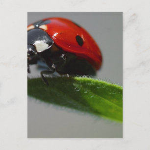 Cartão Postal Damybugs Insetos