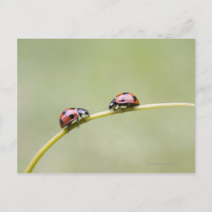 Cartão Postal Damybugs sobre caule, Biei, Hokkaido, Japão