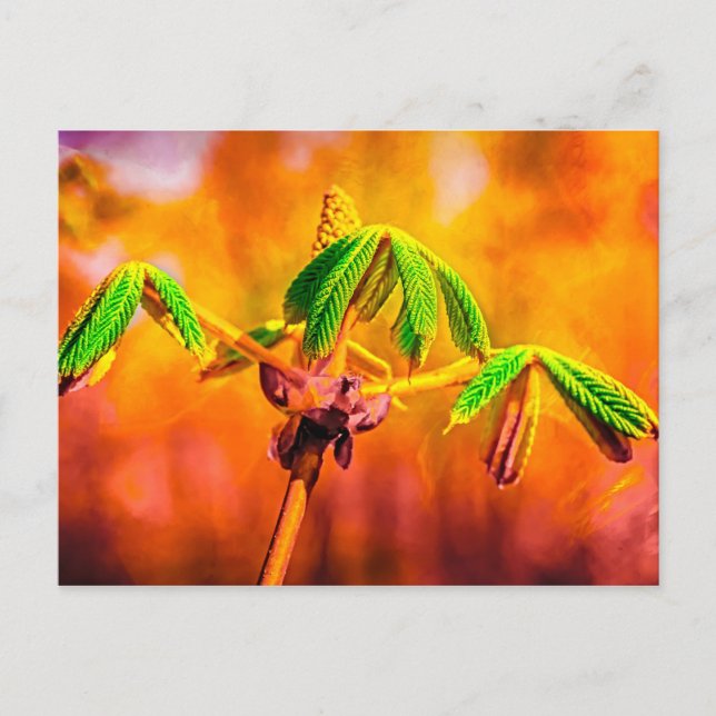 Cartão Postal Dança De Fogo (Frente)