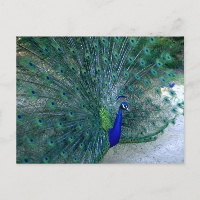 Cartão Postal Dança de Peacock (Frente)