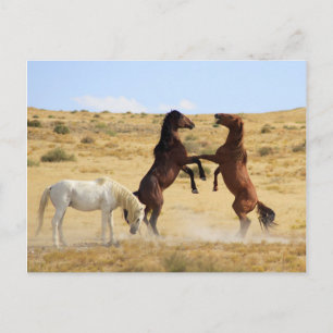 Cartão Postal Dança do Deserto