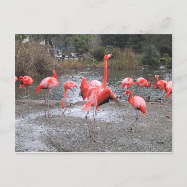Cartão Postal dança do flamingo (Frente)