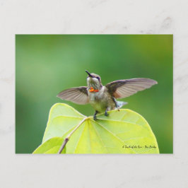 Cartão Postal Dança e Humming!