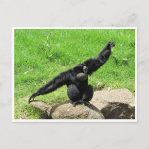 Cartão Postal dança siamang