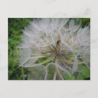 Cartão Postal Dandelion