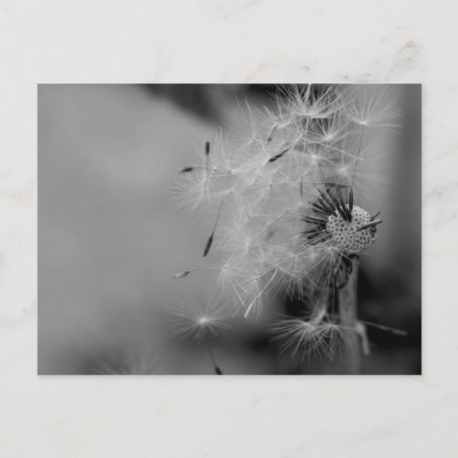 Cartão Postal Dandelion (Frente)