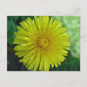 Cartão postal - Dandelion