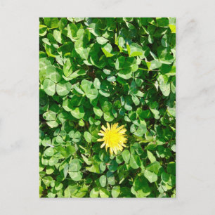 Cartão Postal dandelion