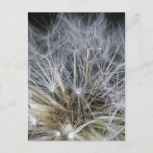 Cartão Postal Dandelion
