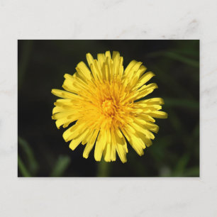Cartão Postal Dandelion