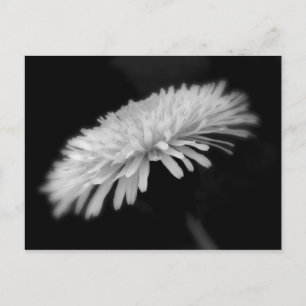 Cartão Postal Dandelion
