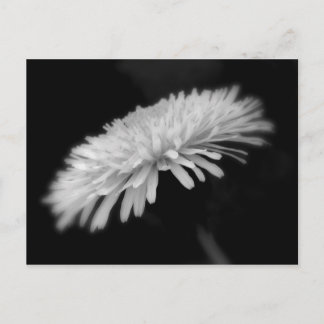 Cartão Postal Dandelion