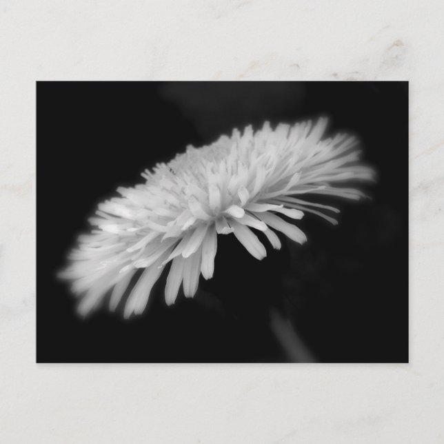 Cartão Postal Dandelion (Frente)