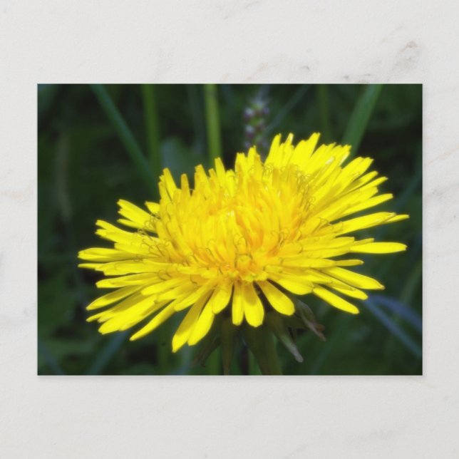 Cartão Postal dandelion2 (Frente)