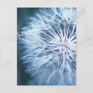 Cartão Postal Dandelion 2