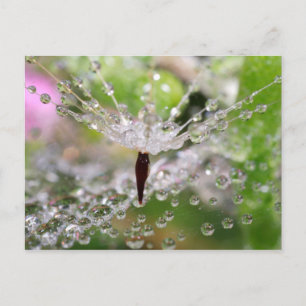 Cartão Postal Dandelion Abstrato Delicado
