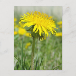 Cartão Postal Dandelion Amarelo