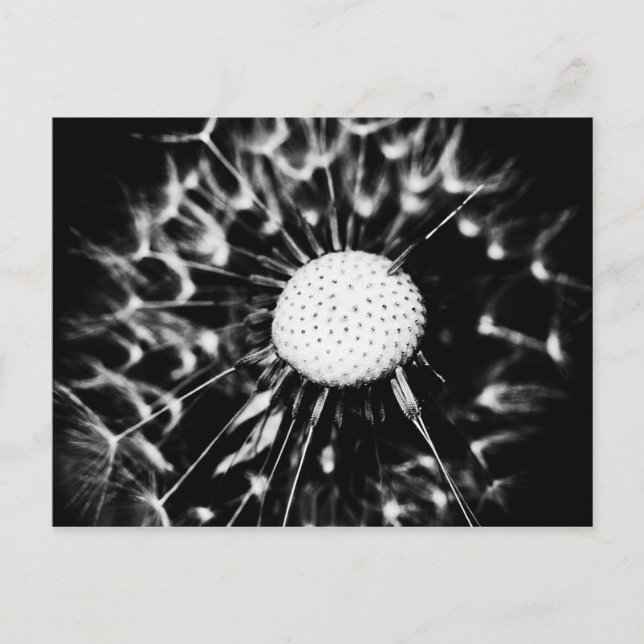 Cartão Postal dandelion blacq (Frente)