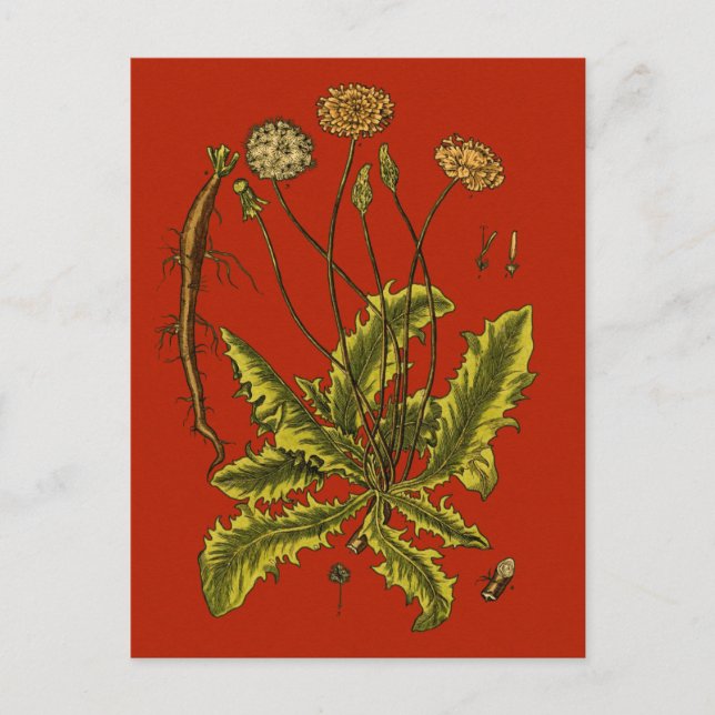 Cartão Postal Dandelion Botanical Illustration (Frente)