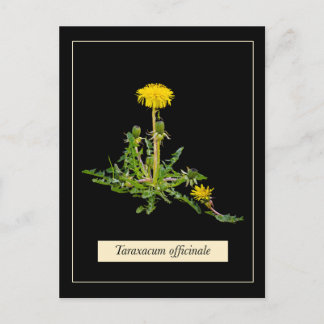 Cartão Postal Dandelion botânico