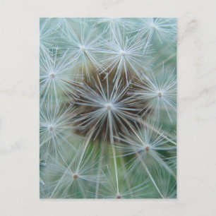 Cartão Postal Dandelion Branco