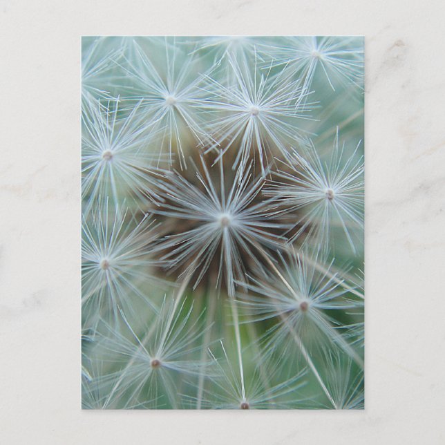 Cartão Postal Dandelion Branco (Frente)