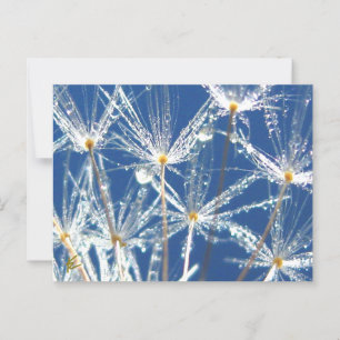 Cartão Postal Dandelion Com Uma Natureza De Alegria Justa