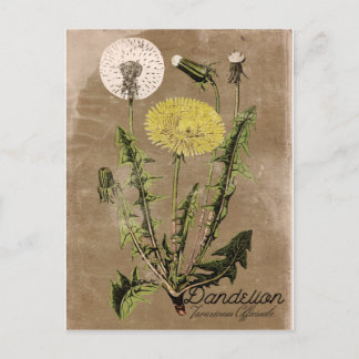 Cartão postal Dandelion do estilo Vintage