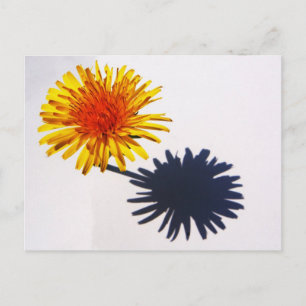 Cartão Postal Dandelion e Shadow pcn